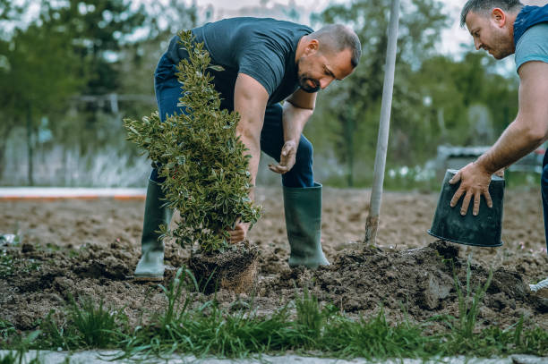 Best Stump Grinding and Removal  in Goldsby, OK